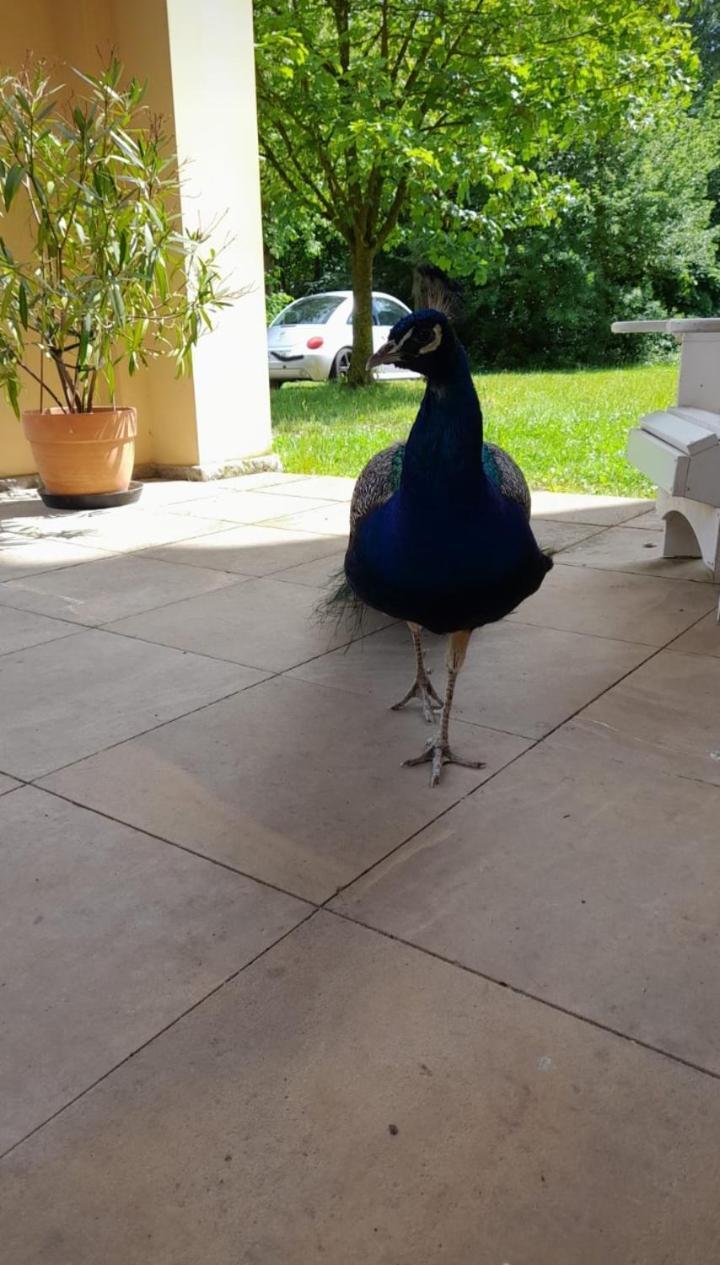 Schloss Tressow Bobitz Dış mekan fotoğraf